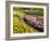 Netherlands, Lisse. Flower displays at Keukenhof Gardens.-Julie Eggers-Framed Photographic Print