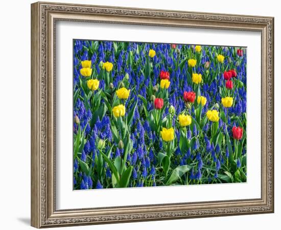 Netherlands, Lisse. Flower displays at Keukenhof Gardens.-Julie Eggers-Framed Photographic Print