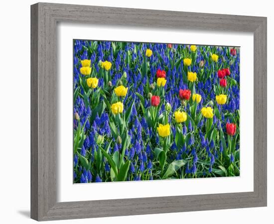 Netherlands, Lisse. Flower displays at Keukenhof Gardens.-Julie Eggers-Framed Photographic Print