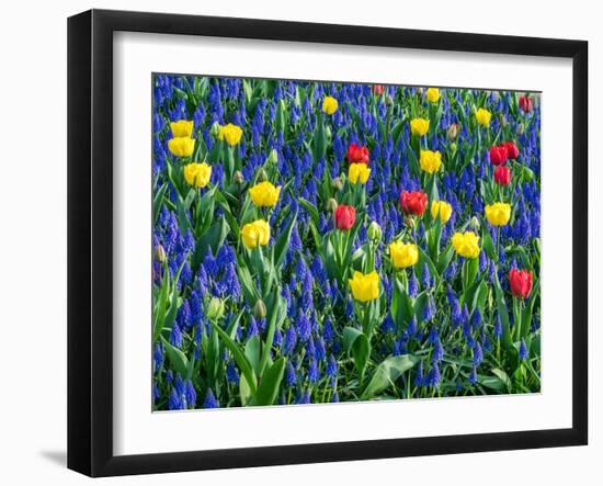 Netherlands, Lisse. Flower displays at Keukenhof Gardens.-Julie Eggers-Framed Photographic Print