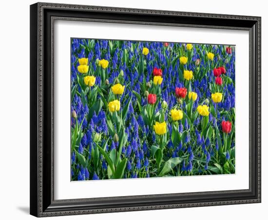 Netherlands, Lisse. Flower displays at Keukenhof Gardens.-Julie Eggers-Framed Photographic Print