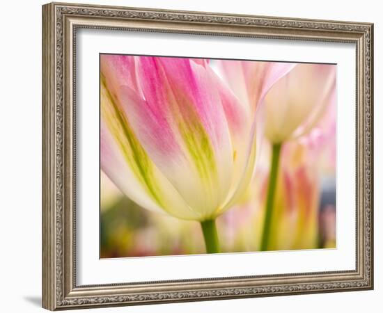 Netherlands, Lisse. Keukenhof Gardens, macro image of tulips-Terry Eggers-Framed Photographic Print