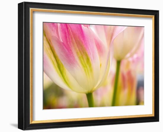 Netherlands, Lisse. Keukenhof Gardens, macro image of tulips-Terry Eggers-Framed Photographic Print