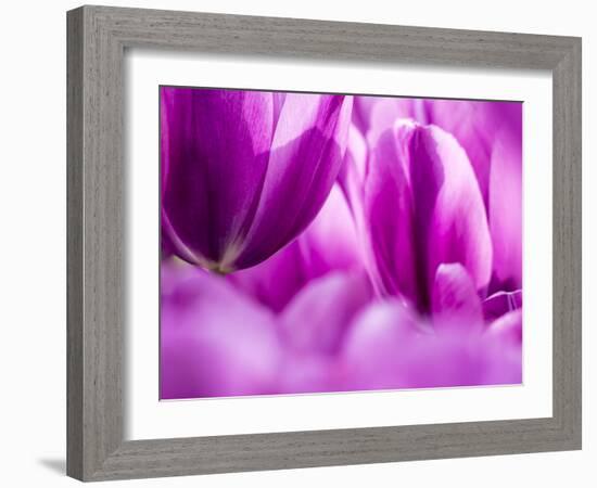 Netherlands, Lisse. Keukenhof Gardens, macro image of tulips-Terry Eggers-Framed Photographic Print