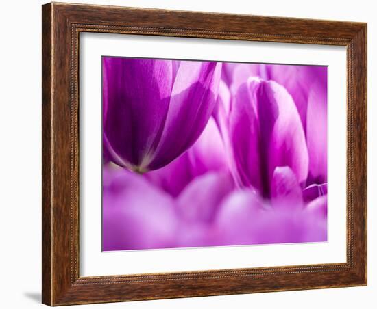 Netherlands, Lisse. Keukenhof Gardens, macro image of tulips-Terry Eggers-Framed Photographic Print