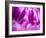 Netherlands, Lisse. Keukenhof Gardens, macro image of tulips-Terry Eggers-Framed Photographic Print