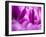 Netherlands, Lisse. Keukenhof Gardens, macro image of tulips-Terry Eggers-Framed Photographic Print