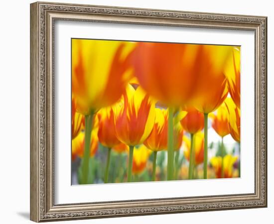 Netherlands, Lisse. Keukenhof Gardens, macro image of tulips-Terry Eggers-Framed Photographic Print