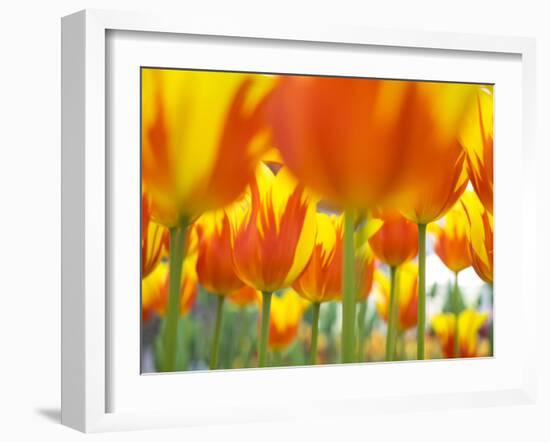 Netherlands, Lisse. Keukenhof Gardens, macro image of tulips-Terry Eggers-Framed Photographic Print