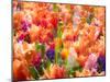 Netherlands, Lisse. Multicolored flowers blooming in spring.-Terry Eggers-Mounted Photographic Print