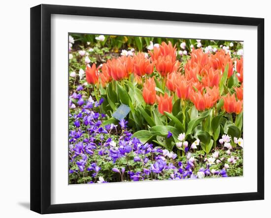 Netherlands, Lisse. Multicolored flowers in spring.-Terry Eggers-Framed Photographic Print