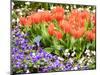 Netherlands, Lisse. Multicolored flowers in spring.-Terry Eggers-Mounted Photographic Print