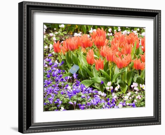 Netherlands, Lisse. Multicolored flowers in spring.-Terry Eggers-Framed Photographic Print