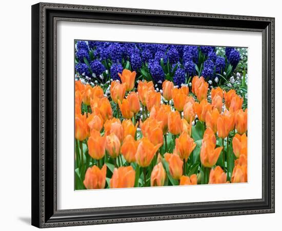 Netherlands, Lisse. Orange tulips and dark blue hyacinths in a garden.-Julie Eggers-Framed Photographic Print