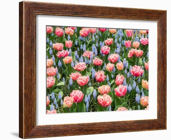 Netherlands, Lisse. Pink parrot tulip and grape hyacinths display in a garden.-Julie Eggers-Framed Photographic Print