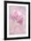 Netherlands, Lisse, Pink Tulip-Hollice Looney-Framed Premium Photographic Print