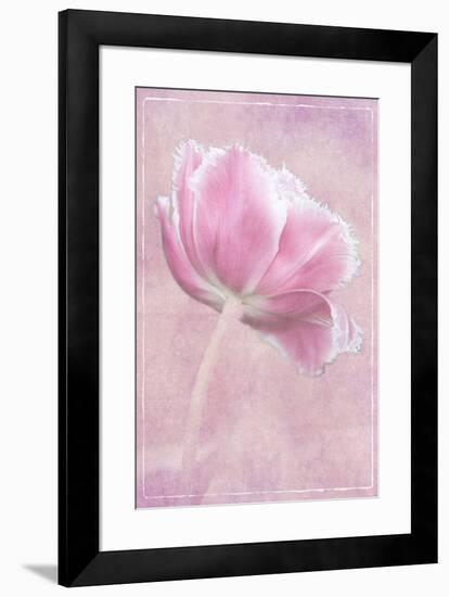 Netherlands, Lisse, Pink Tulip-Hollice Looney-Framed Premium Photographic Print