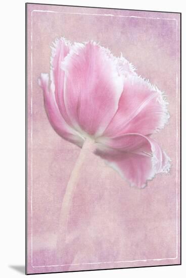 Netherlands, Lisse, Pink Tulip-Hollice Looney-Mounted Premium Photographic Print