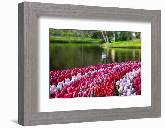 Netherlands, Lisse, Swan Swimming-Hollice Looney-Framed Photographic Print