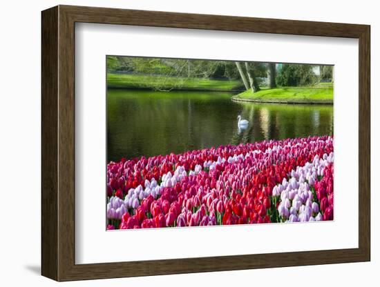 Netherlands, Lisse, Swan Swimming-Hollice Looney-Framed Photographic Print