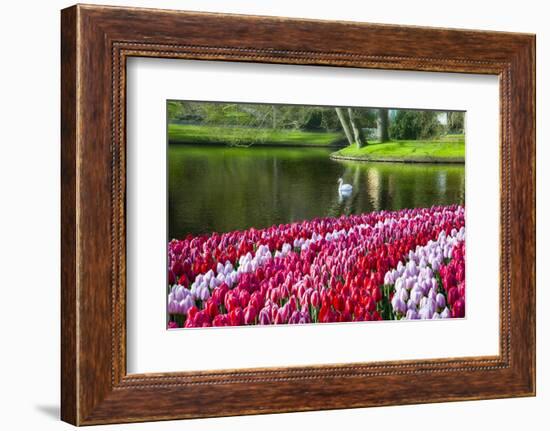 Netherlands, Lisse, Swan Swimming-Hollice Looney-Framed Photographic Print