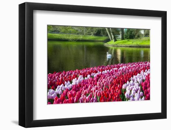 Netherlands, Lisse, Swan Swimming-Hollice Looney-Framed Photographic Print