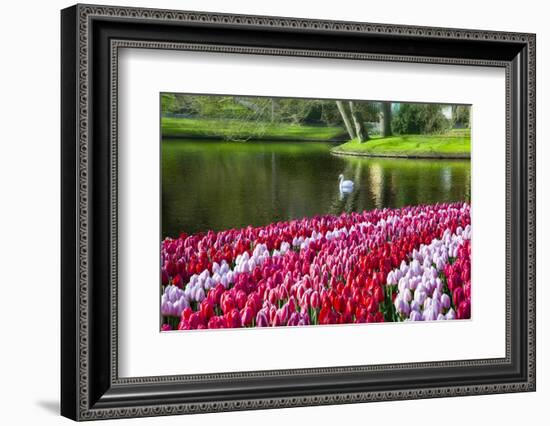 Netherlands, Lisse, Swan Swimming-Hollice Looney-Framed Photographic Print