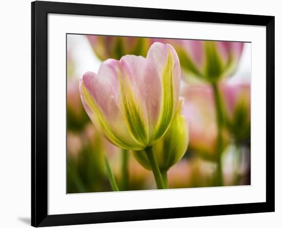 Netherlands, Lisse, Tulip Close-up with Selective Focus-Terry Eggers-Framed Photographic Print