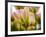 Netherlands, Lisse, Tulip Close-up with Selective Focus-Terry Eggers-Framed Photographic Print