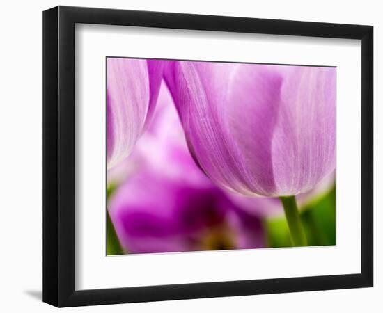 Netherlands, Lisse, Tulip Close-ups with Selective Focus-Terry Eggers-Framed Photographic Print