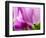 Netherlands, Lisse, Tulip Close-ups with Selective Focus-Terry Eggers-Framed Photographic Print