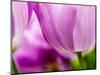 Netherlands, Lisse, Tulip Close-ups with Selective Focus-Terry Eggers-Mounted Photographic Print