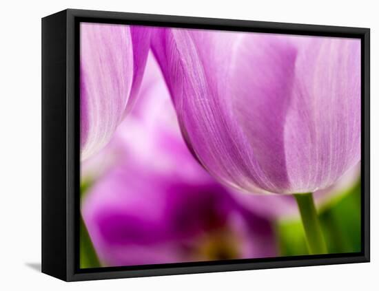 Netherlands, Lisse, Tulip Close-ups with Selective Focus-Terry Eggers-Framed Premier Image Canvas