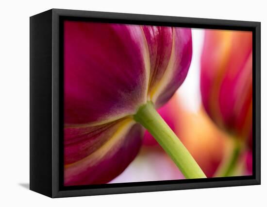 Netherlands, Lisse, Tulip Close-ups with Selective Focus-Terry Eggers-Framed Premier Image Canvas