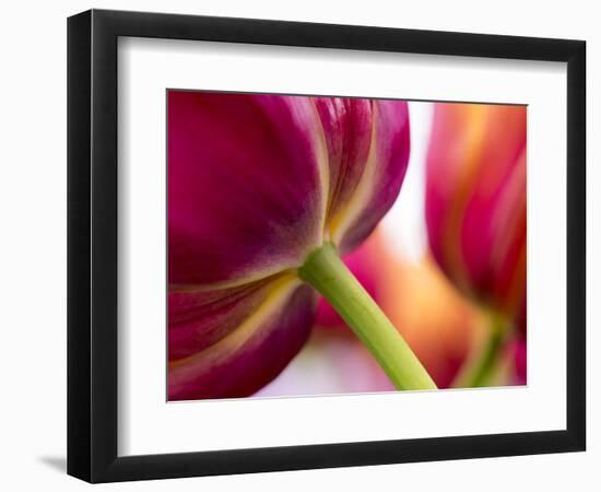 Netherlands, Lisse, Tulip Close-ups with Selective Focus-Terry Eggers-Framed Photographic Print