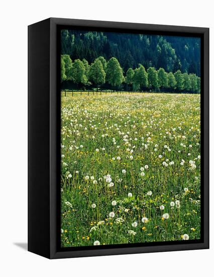 Netherlands, Lisse, Tulip Field-Thonig-Framed Premier Image Canvas