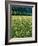 Netherlands, Lisse, Tulip Field-Thonig-Framed Photographic Print