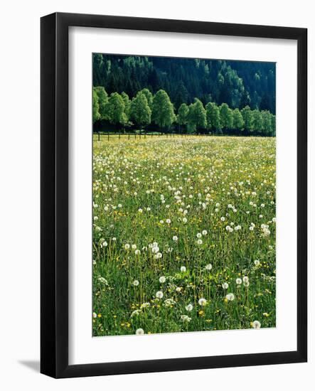 Netherlands, Lisse, Tulip Field-Thonig-Framed Photographic Print