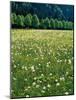 Netherlands, Lisse, Tulip Field-Thonig-Mounted Photographic Print