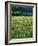 Netherlands, Lisse, Tulip Field-Thonig-Framed Photographic Print