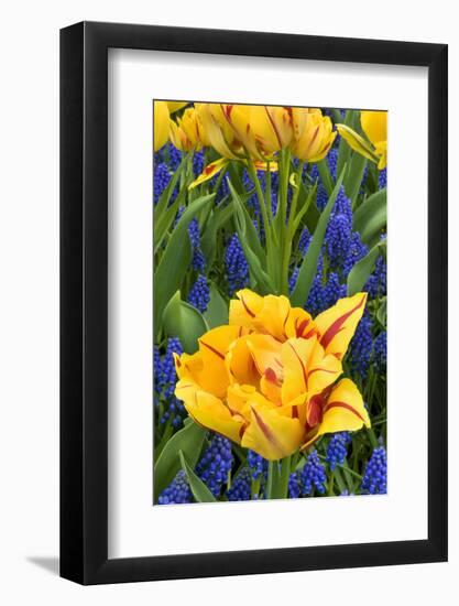 Netherlands, Lisse. Tulips and Grape Hyacinth at Keukenhof Gardens-Jaynes Gallery-Framed Photographic Print