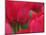 Netherlands, Macro image of colorful tulip-Terry Eggers-Mounted Photographic Print