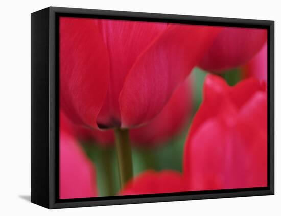 Netherlands, Macro image of colorful tulip-Terry Eggers-Framed Premier Image Canvas