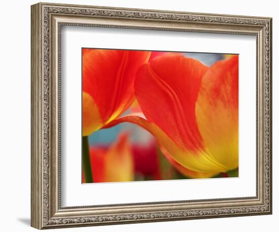 Netherlands, Macro of Colorful Tulip-Terry Eggers-Framed Photographic Print