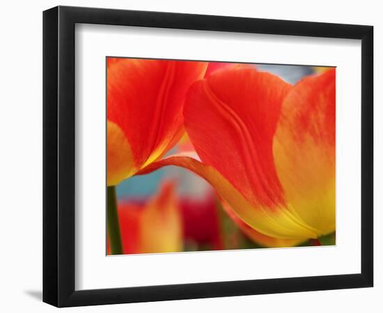 Netherlands, Macro of Colorful Tulip-Terry Eggers-Framed Photographic Print