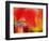 Netherlands, Macro of Colorful Tulip-Terry Eggers-Framed Photographic Print