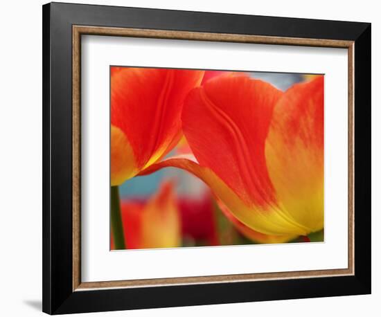 Netherlands, Macro of Colorful Tulip-Terry Eggers-Framed Photographic Print