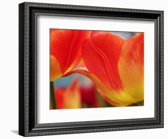 Netherlands, Macro of Colorful Tulip-Terry Eggers-Framed Photographic Print