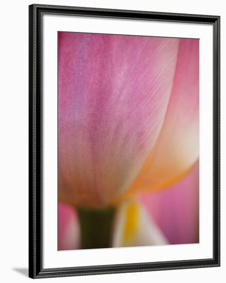 Netherlands, Macro of Colorful Tulip-Terry Eggers-Framed Photographic Print