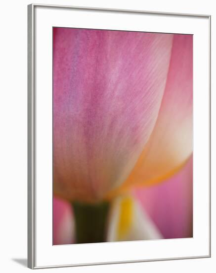 Netherlands, Macro of Colorful Tulip-Terry Eggers-Framed Photographic Print